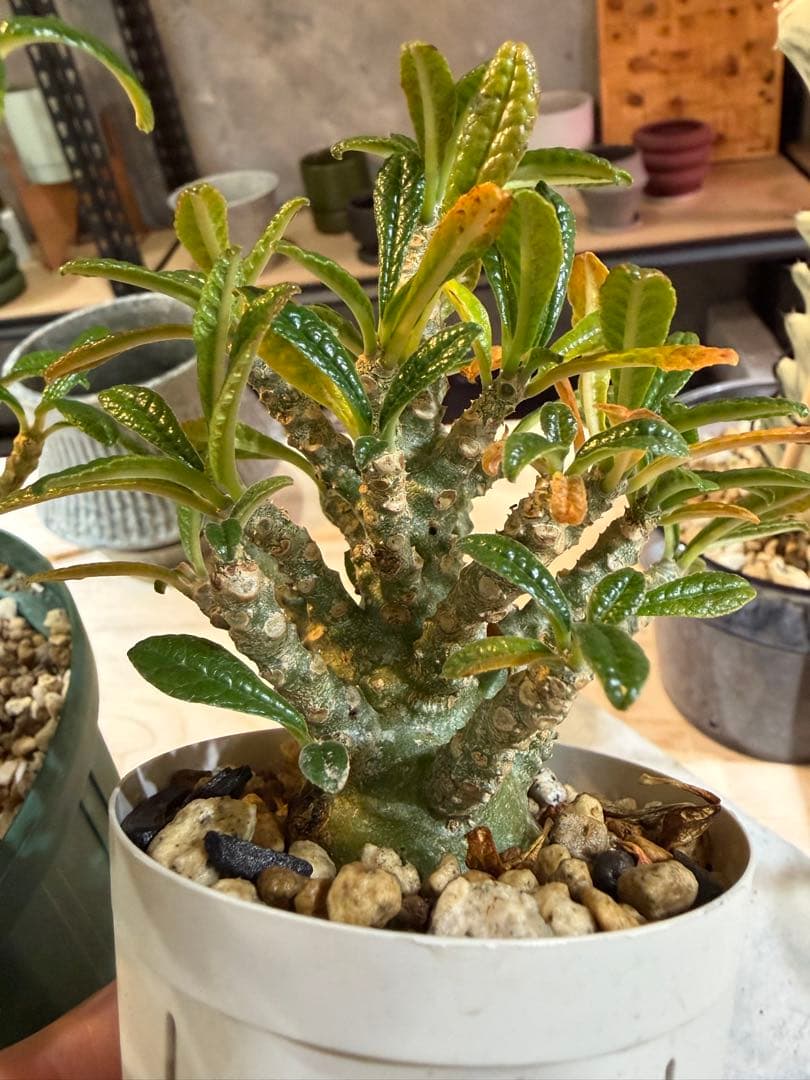 ドルステニアギガス現地と実生セット