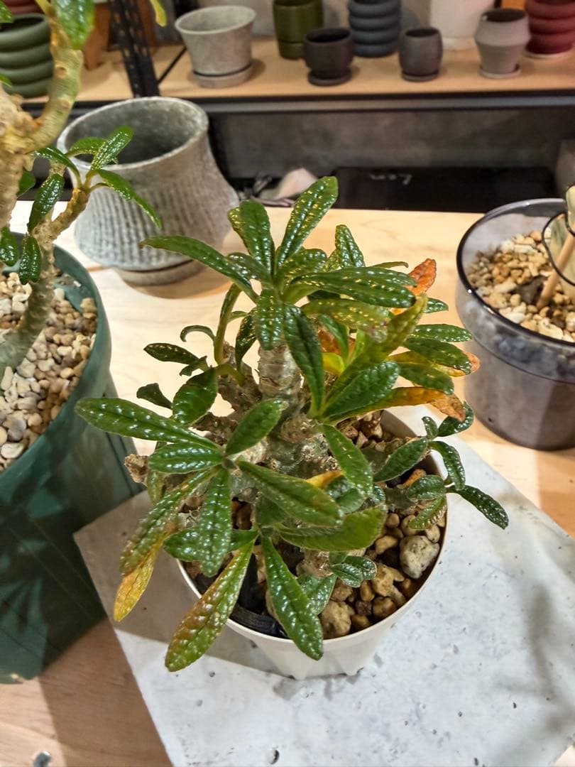 ドルステニアギガス現地と実生セット