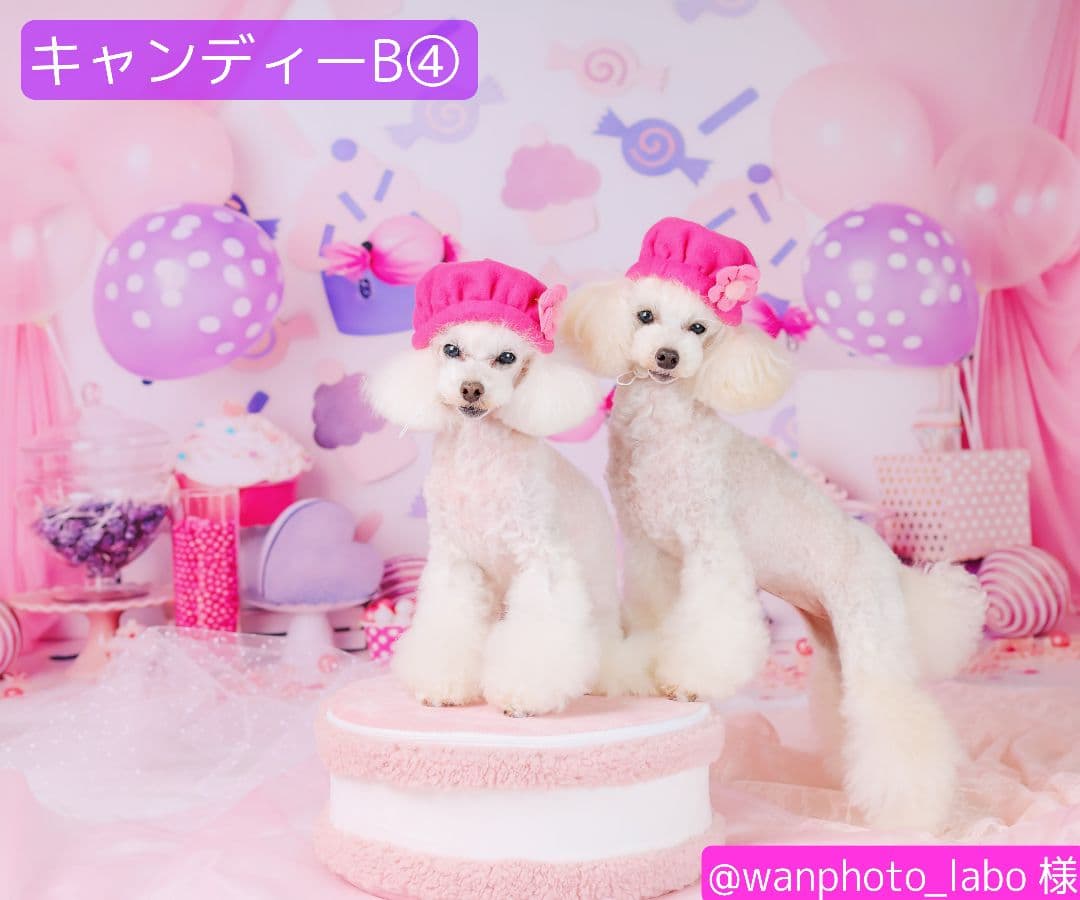 背景布【ぼかしJ】サンプル　ペット撮影用フォトブース　1月　玉ボケ　幻想的