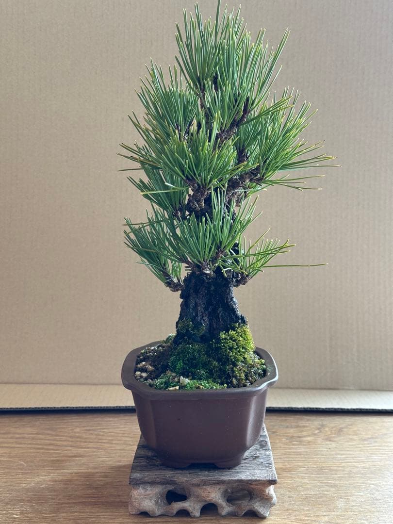 盆栽 小品盆栽 錦松(夢錦)-6
