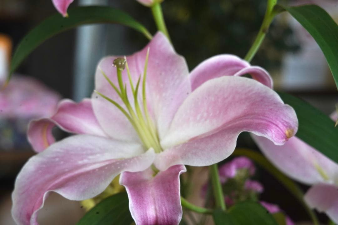 超　超　希少品　傷の少ない美品　EBC FUJINON SF 85mm F4