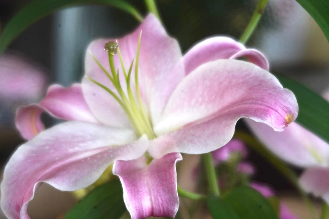 超　超　希少品　傷の少ない美品　EBC FUJINON SF 85mm F4