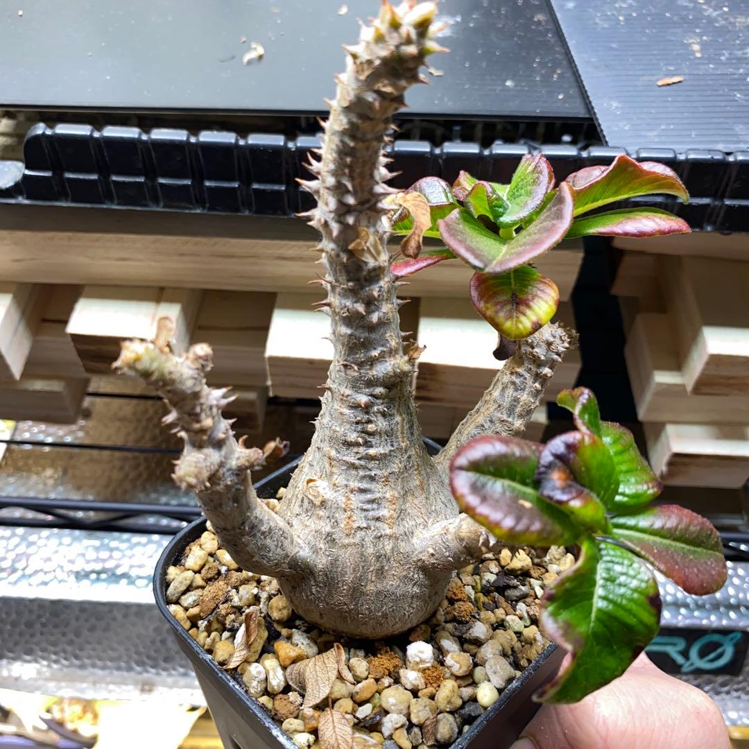 パキポディウム　ウィンゾリー　実生　国内実生株　美形