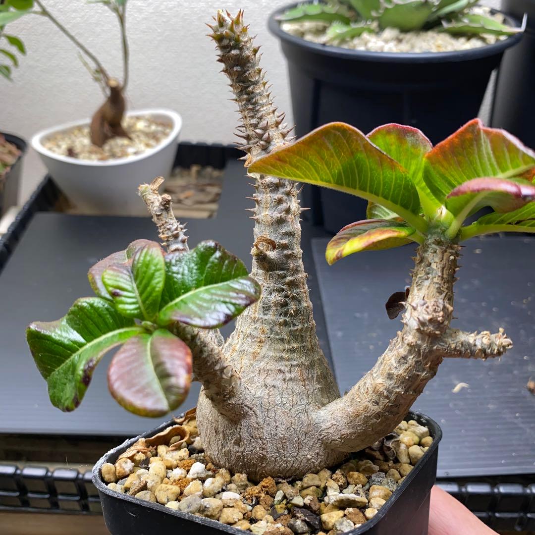 パキポディウム　ウィンゾリー　実生　国内実生株　美形