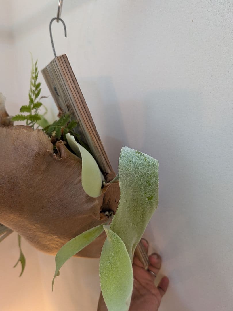 ビカクシダ 壁掛け用 観葉植物