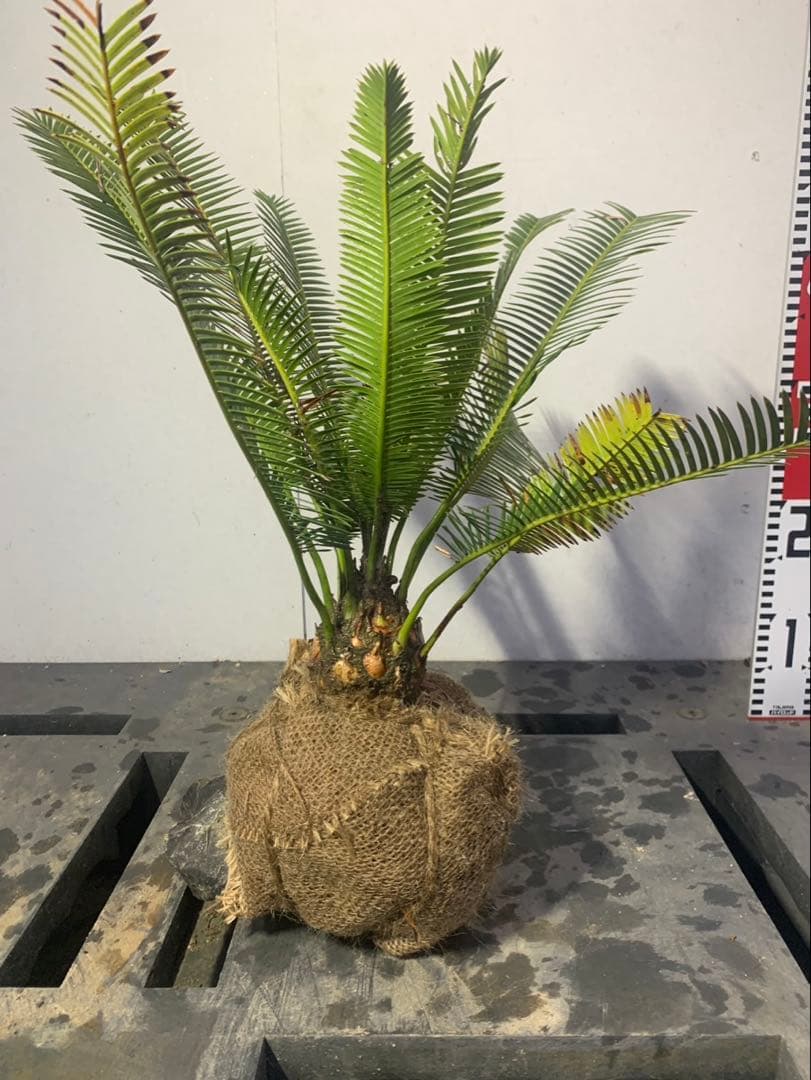 ディオーン　エデュレ　WEIRDO_t.kページ