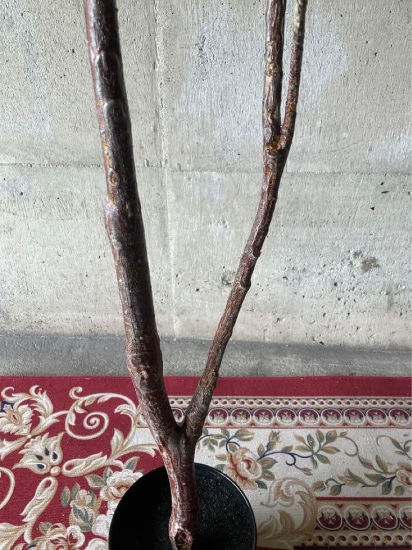 光触媒　人工観葉植物　ウォールグリーン　フェイクグリーン　マグノリアツリー15