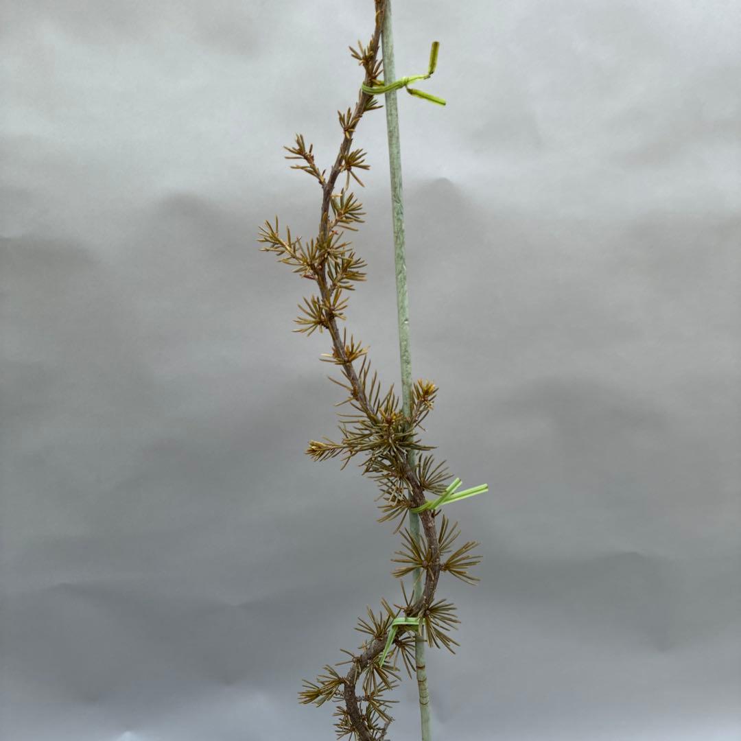 アトラスシーダー　グラウカ　ペンデュラ