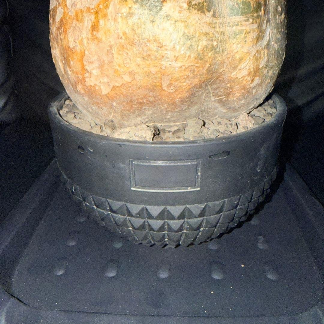 パキポディウム・グラキリス ボタナイズ 現地球 発根済 115c1