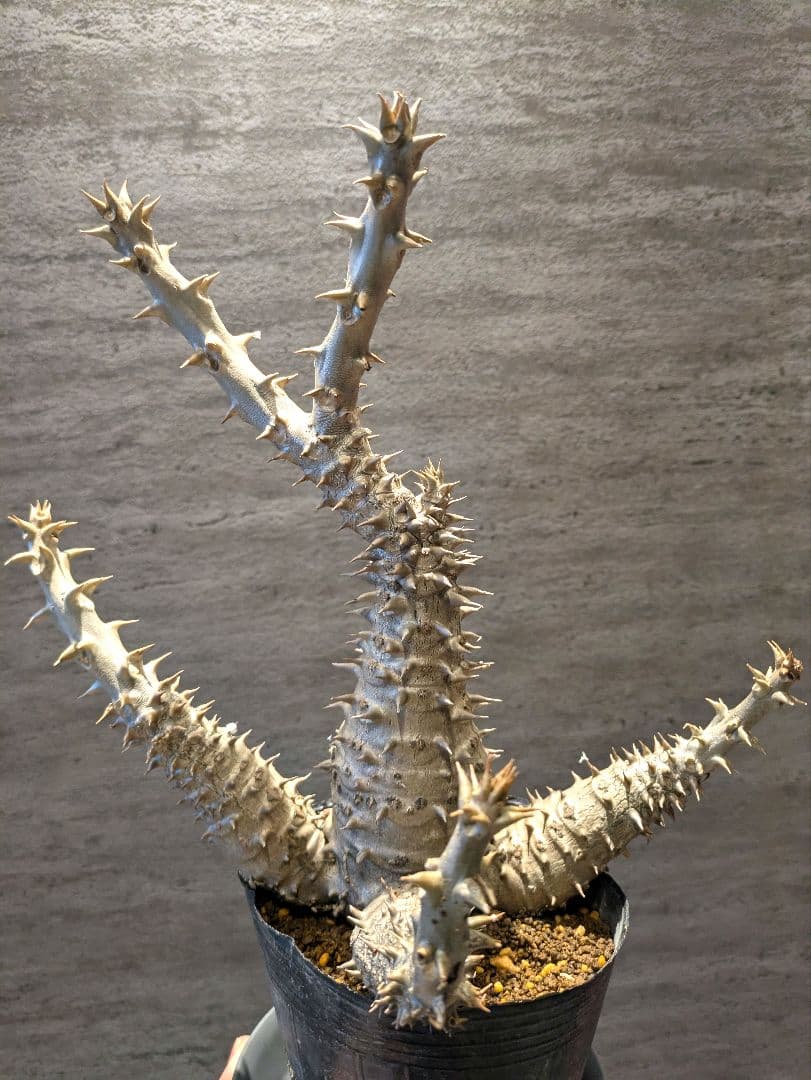 パキポディウム ウィンゾリー 国内実生　サボテン 塊根 コーデックス　塊根植物