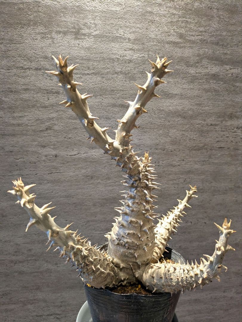 パキポディウム ウィンゾリー 国内実生　サボテン 塊根 コーデックス　塊根植物