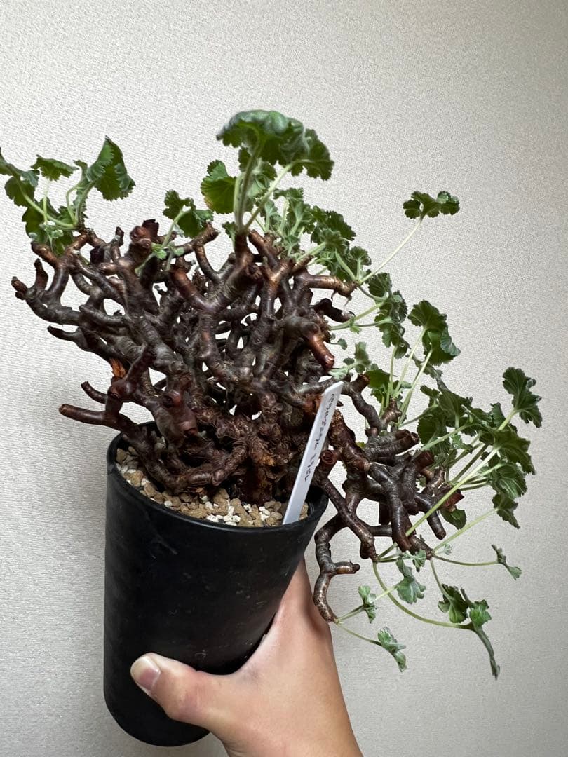 ペラルゴニウムミラビレ 大株