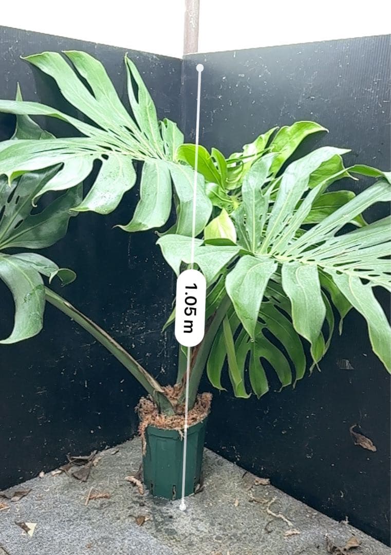 モンステラデリシオーサマクロコズム超希少系統鉢植え105㎝