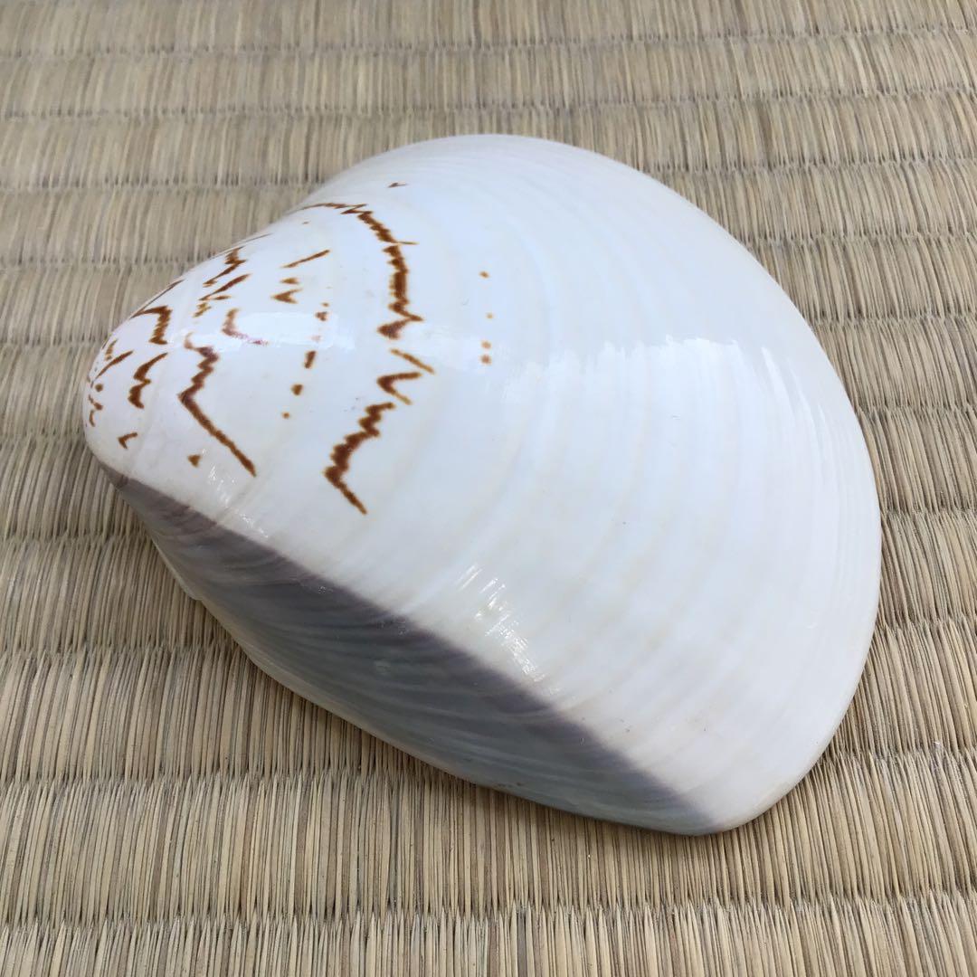 茶道具　香合　金箔蒔絵(内側) 大蛤十賊香合　共箱　S87TKG