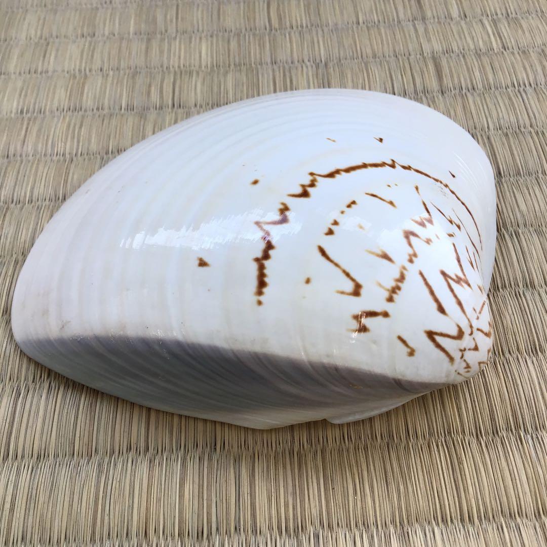 茶道具　香合　金箔蒔絵(内側) 大蛤十賊香合　共箱　S87TKG