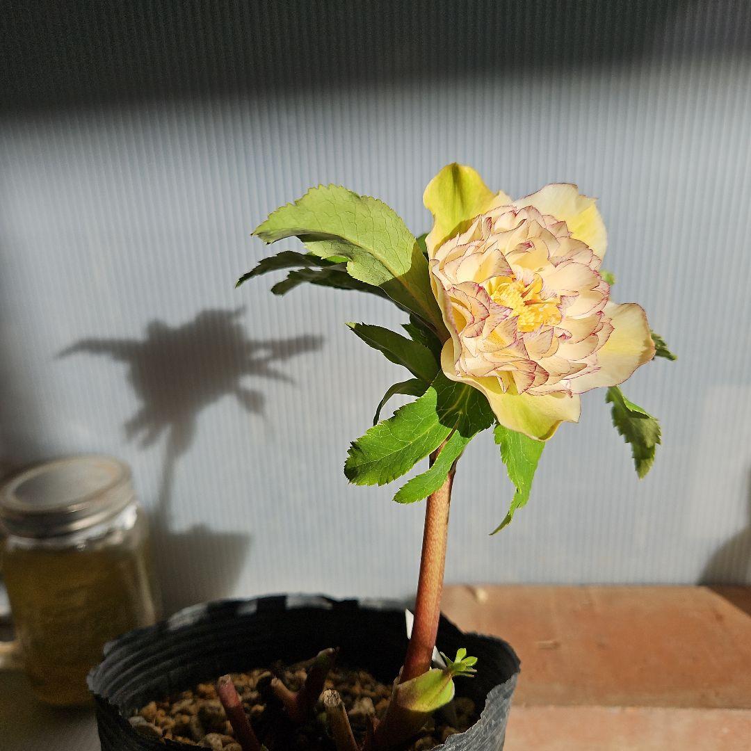 幸せウサギ様ご購入苗㉖-249㉖-276クリスマスローズ