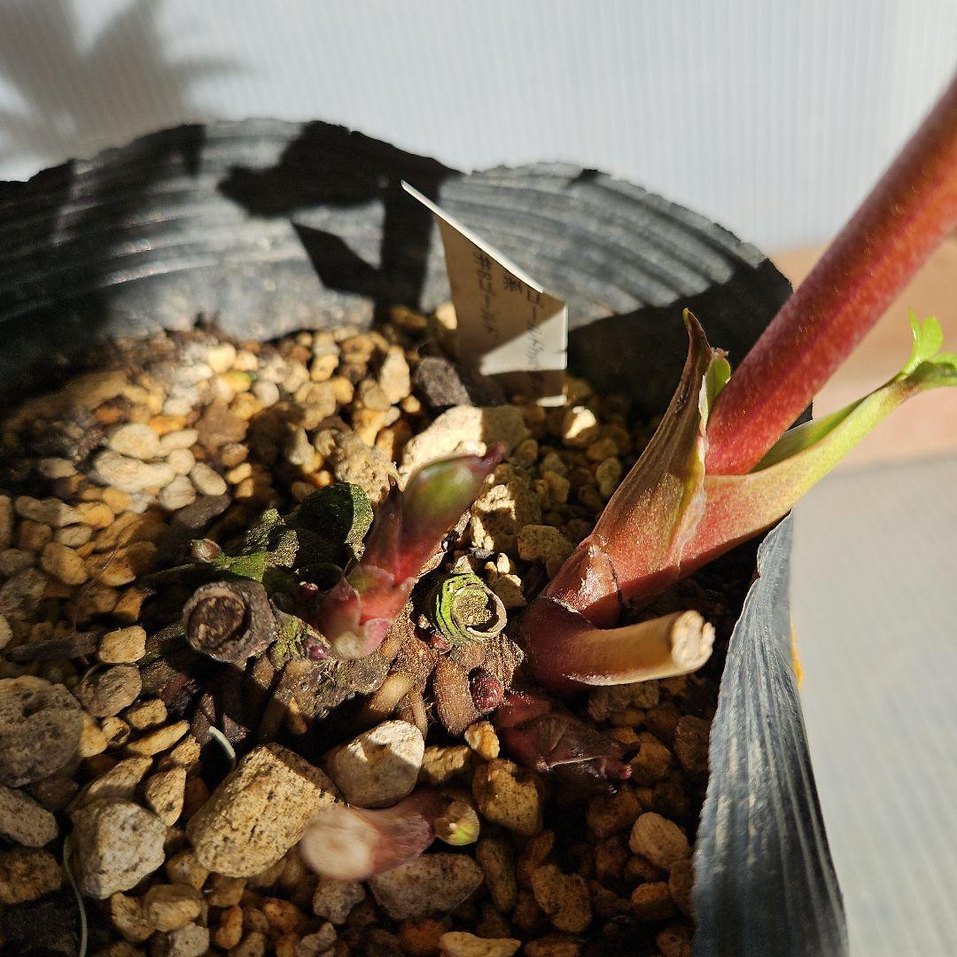 幸せウサギ様ご購入苗㉖-249㉖-276クリスマスローズ