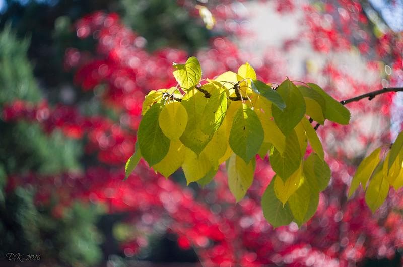 33【限定品】Art Photo Group 限定　未使用品　ヘリオス44-2