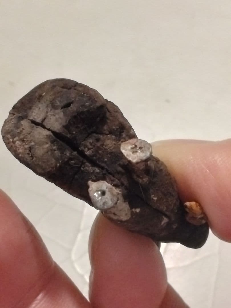 パリ蚤の市で購入したウサギ