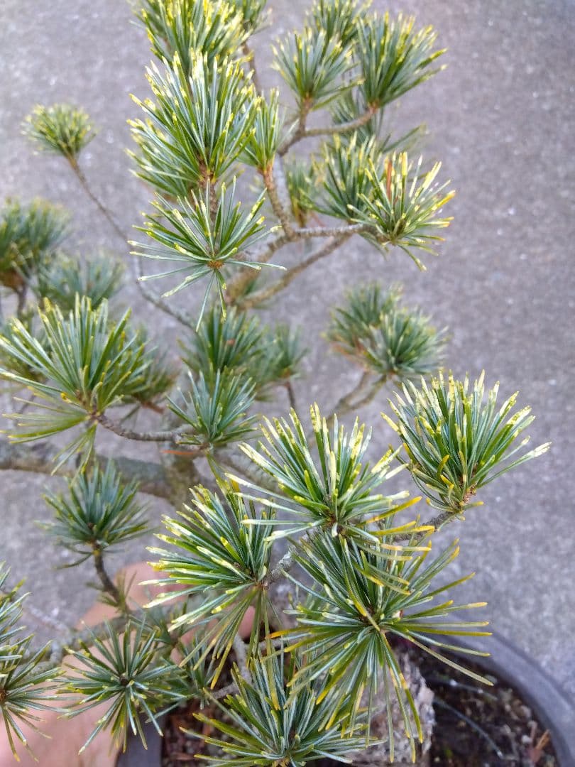 五葉松　斑入り　盆栽　8号陶器鉢つき　曲がり❗美柄❗　③