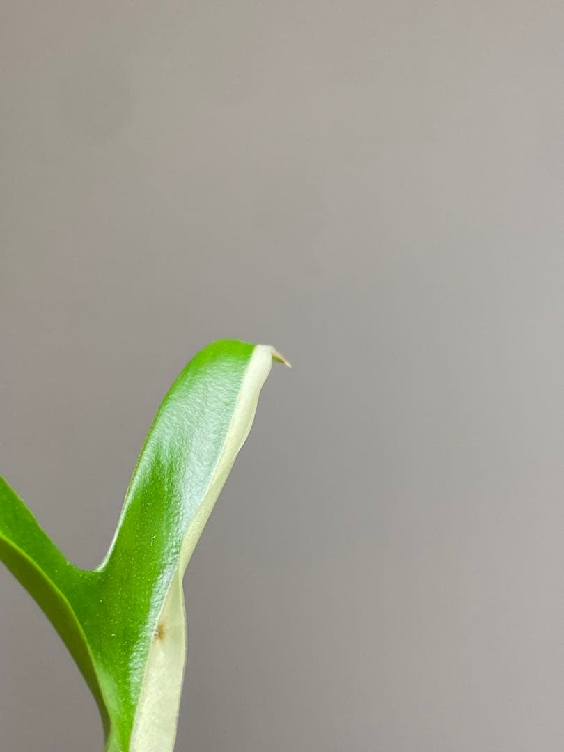 【レアです‼️】フィロデンドロン　トータム　斑入り　アルボ　希少　人気　メルカリ便