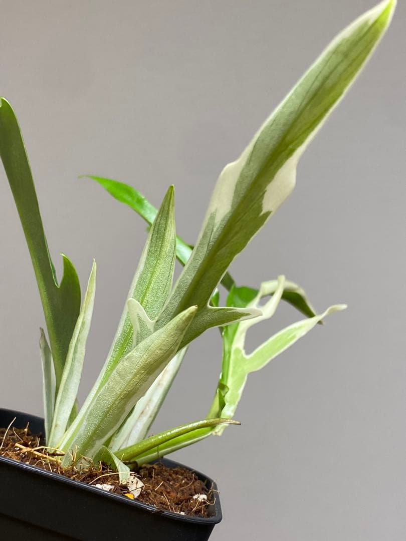 【レアです‼️】フィロデンドロン　トータム　斑入り　アルボ　希少　人気　メルカリ便