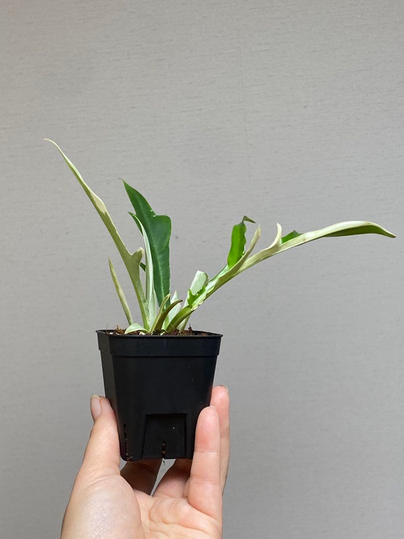 【レアです‼️】フィロデンドロン　トータム　斑入り　アルボ　希少　人気　メルカリ便