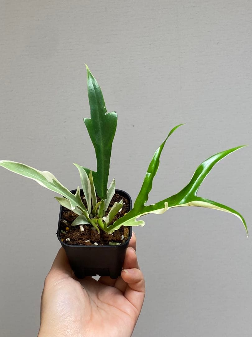 【レアです‼️】フィロデンドロン　トータム　斑入り　アルボ　希少　人気　メルカリ便