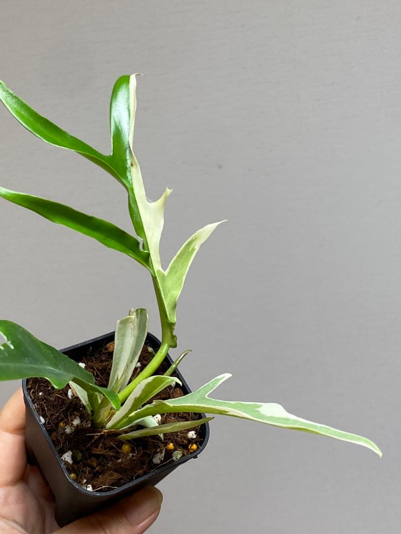 【レアです‼️】フィロデンドロン　トータム　斑入り　アルボ　希少　人気　メルカリ便