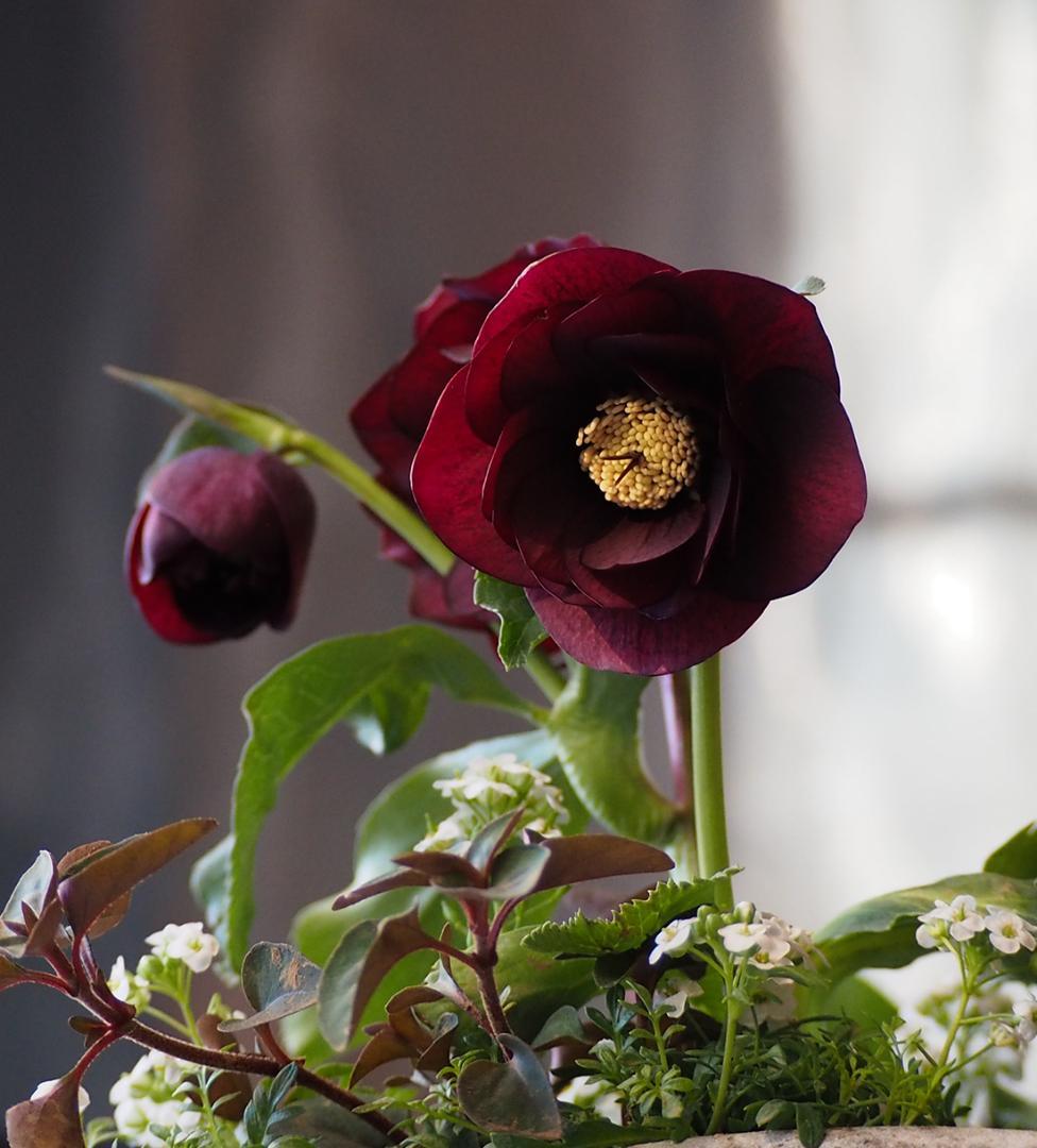 【お値下】クリスマスローズのシックな寄せ植え