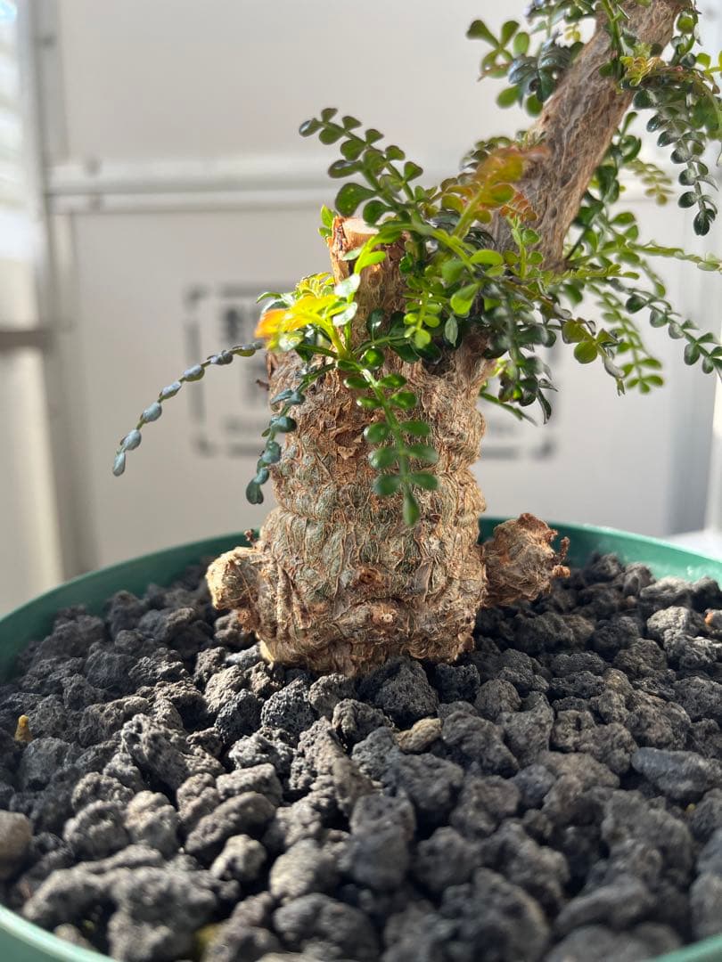 早い者勝ち 超極太 実生 パキプス オペルクリカリアパキプス 鉢ごと