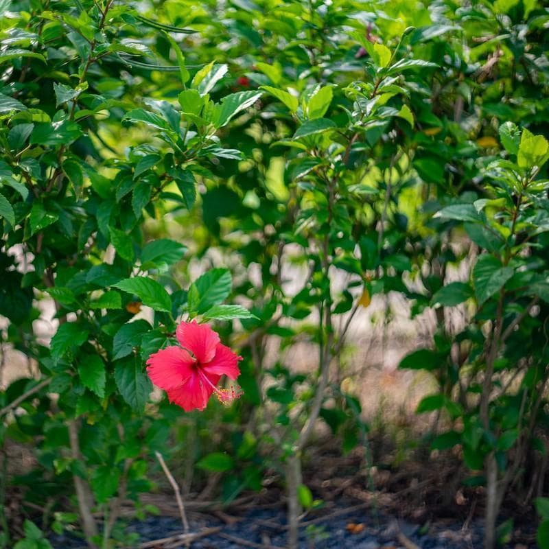 39　新品同様　希少ヘリオス　77M-4　ぐるぐるボケレンズ　　M42