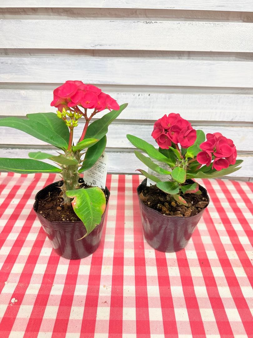 ハナキリン③八福神　６点　ポット鉢土付き苗　お届け後このまま飾れます