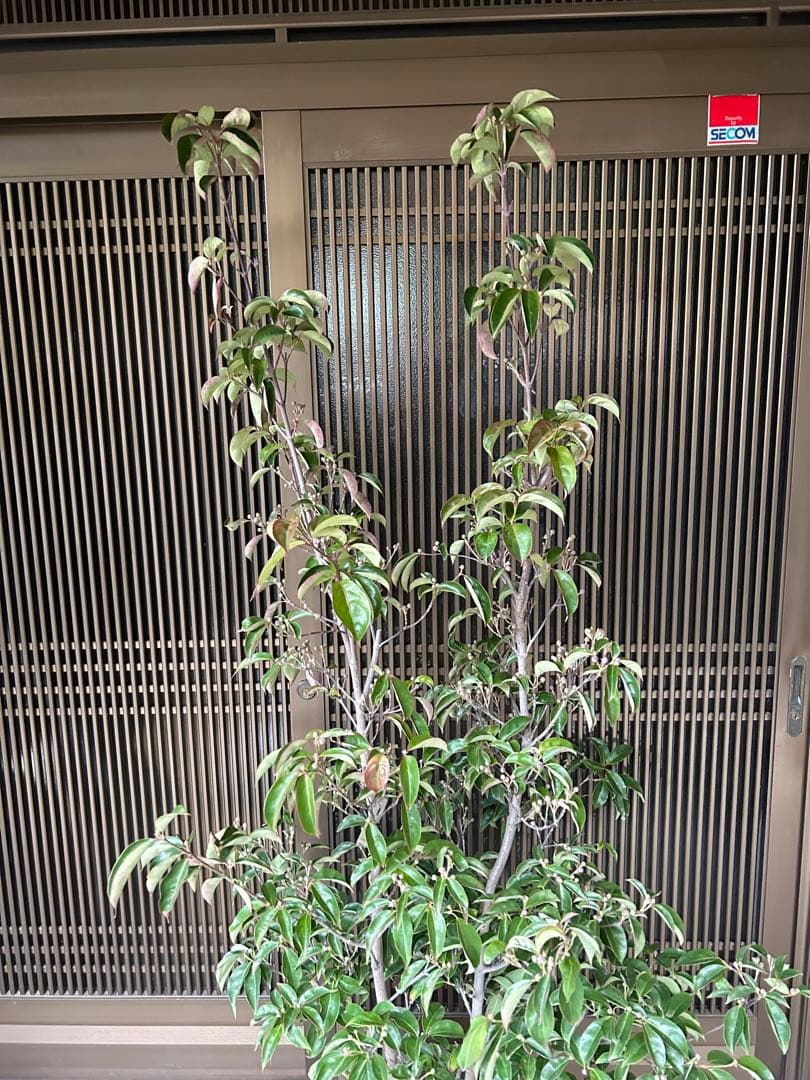 逸品　常緑ヤマボウシ　月光　本株立ち　花芽たっぷり