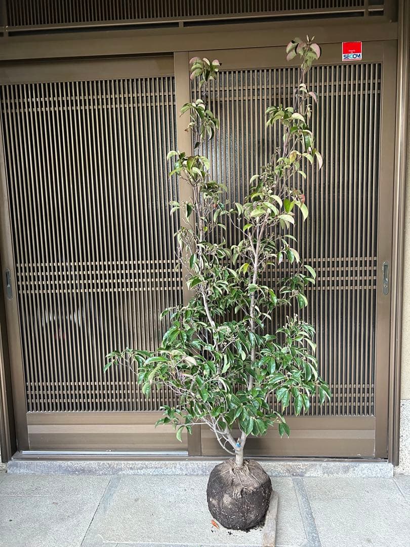 逸品　常緑ヤマボウシ　月光　本株立ち　花芽たっぷり