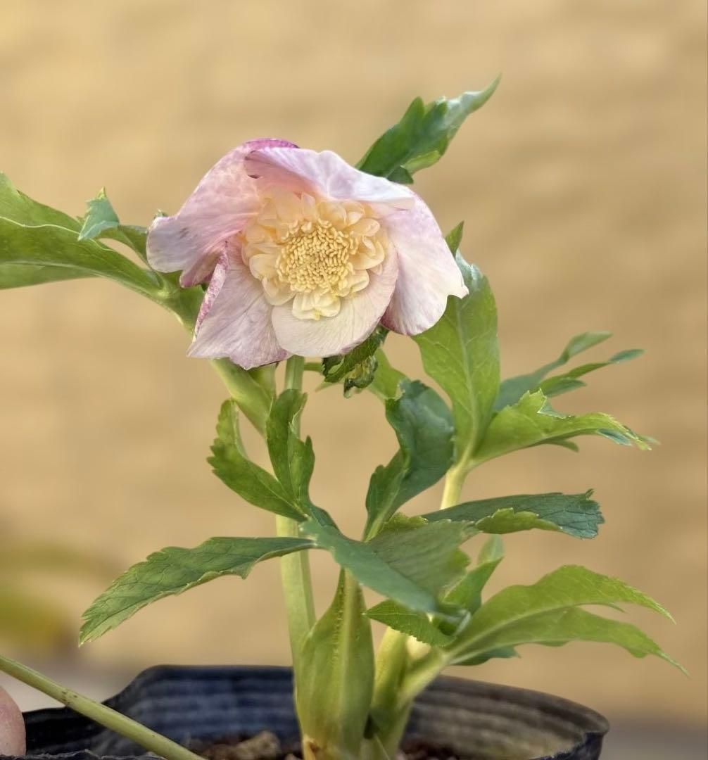 りーちゃん様ご依頼品　野田園芸　絞りSD 開花株　現品　メルカリ便発送