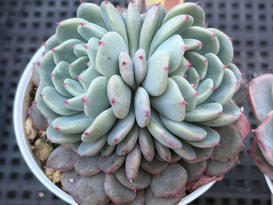 おらいさん苗12個セット　そわそわオマケで13苗ミックスベリア　エケベリア多肉