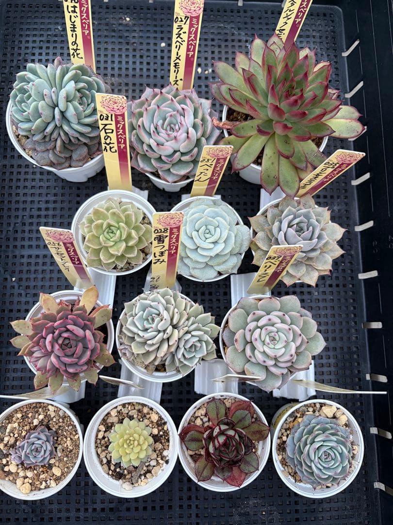 おらいさん苗12個セット　そわそわオマケで13苗ミックスベリア　エケベリア多肉