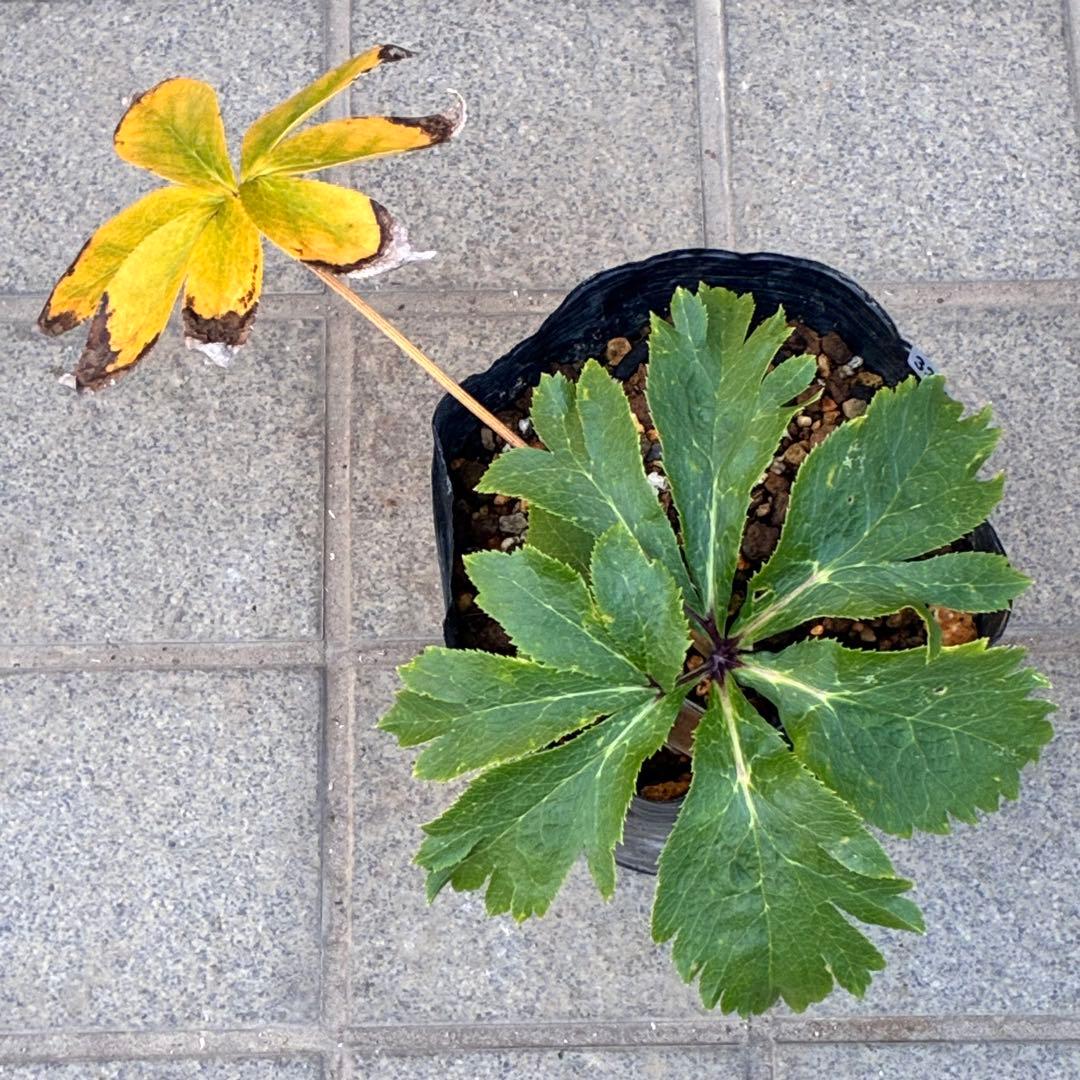 ち*る様 3316⭐️極上⭐️キラキラ光線⭐️スペシャルレッド⭐️多花性⭐️オー