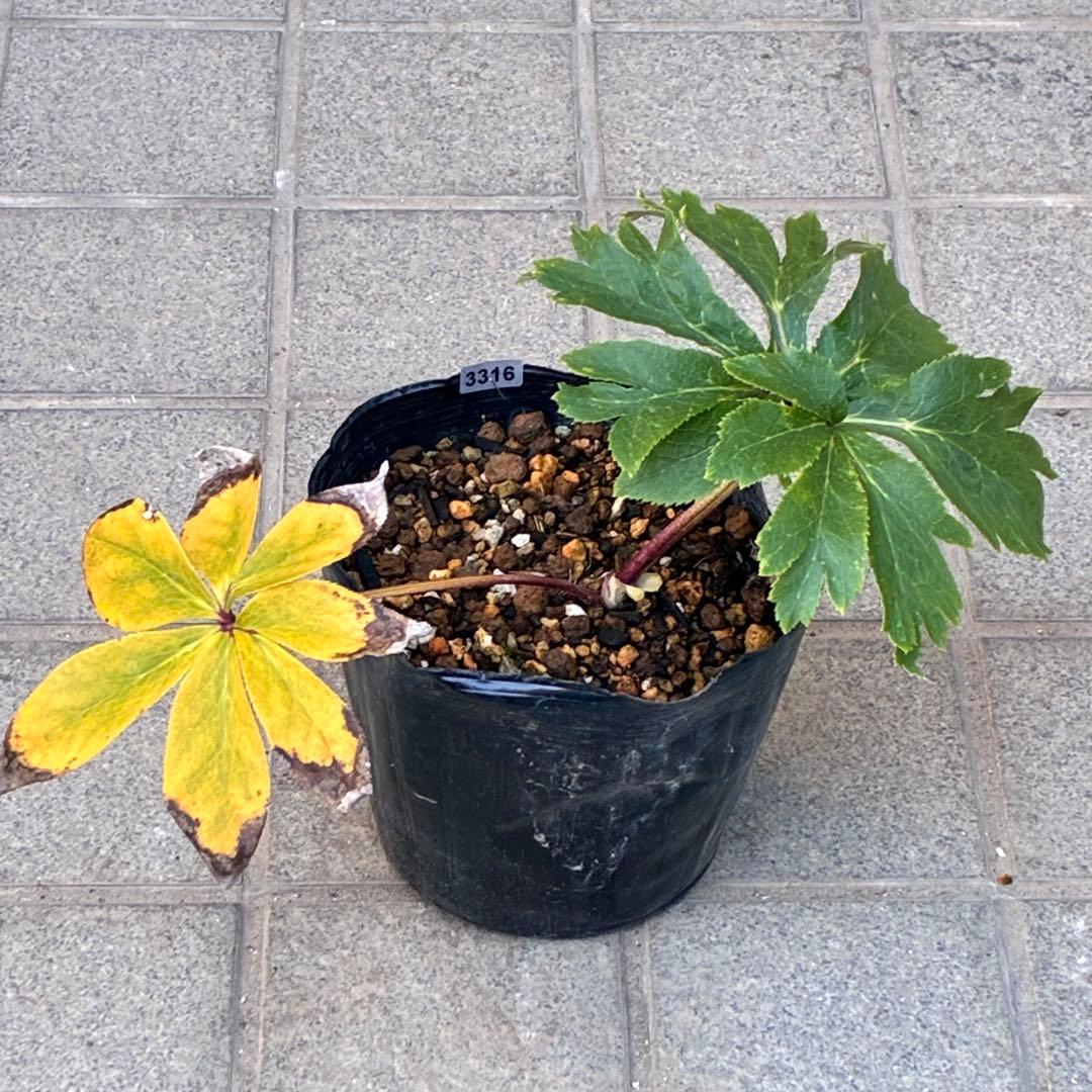 ち*る様 3316⭐️極上⭐️キラキラ光線⭐️スペシャルレッド⭐️多花性⭐️オー