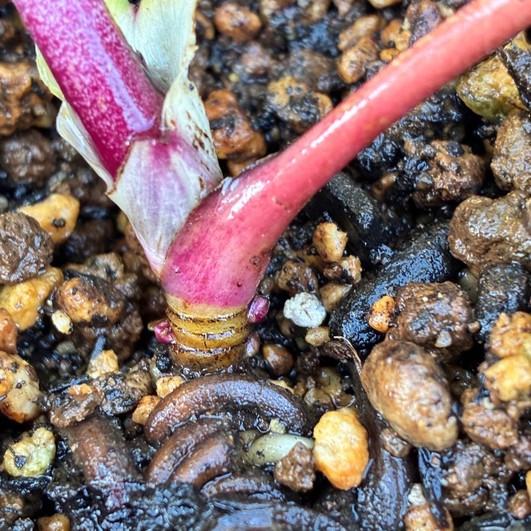 ち*る様 3316⭐️極上⭐️キラキラ光線⭐️スペシャルレッド⭐️多花性⭐️オー