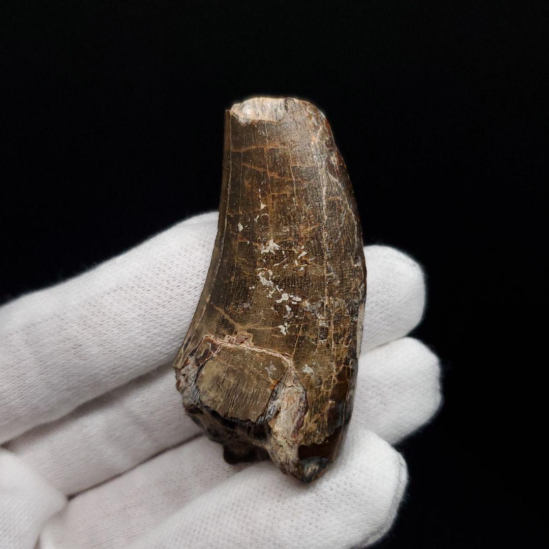 アフロベナトル 歯 化石 本物 二ジェール産 53.98mm fr142