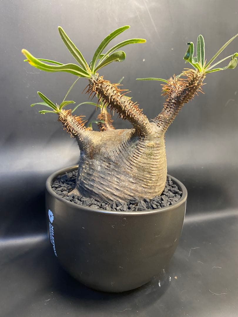 パキポディウム　グラキリス　現地球　コレクション株　良型株　赤肌　鉢のまま発送