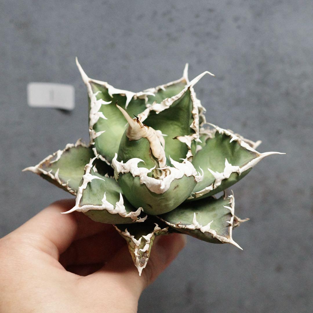 アガベ　チタノタ　オテロイ　包心龍　OC株　太バンド　14