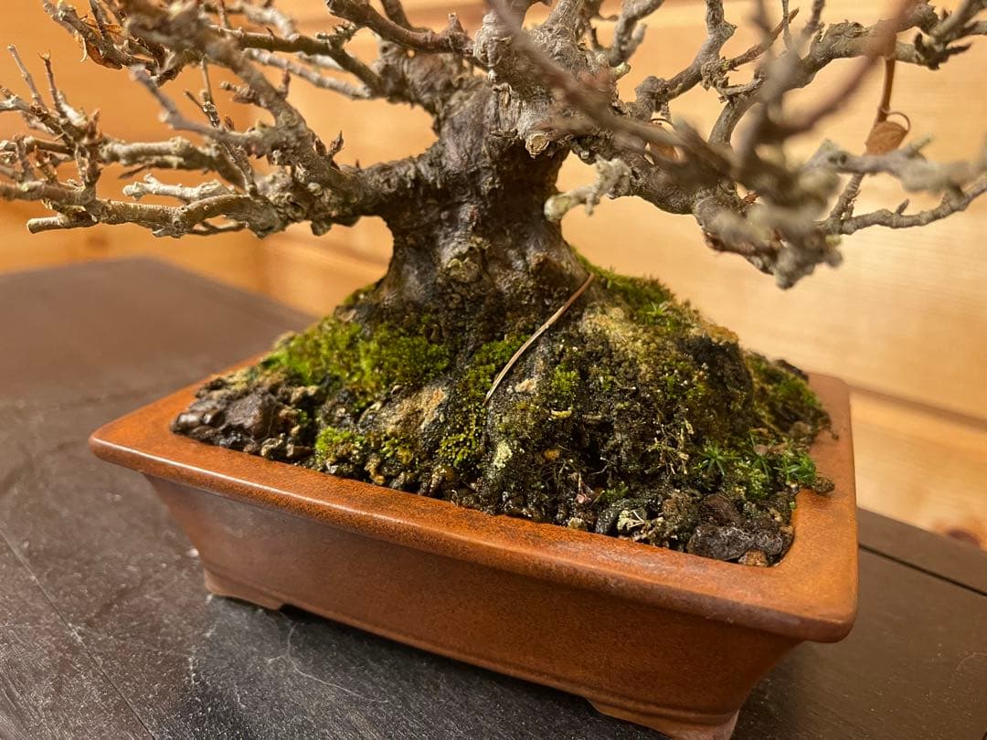 小品 盆栽 楓 カエデ