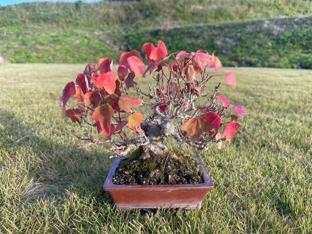 小品 盆栽 楓 カエデ