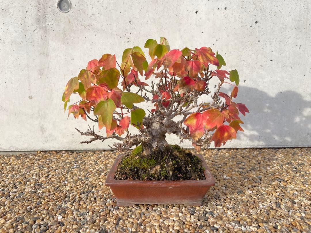 小品 盆栽 楓 カエデ