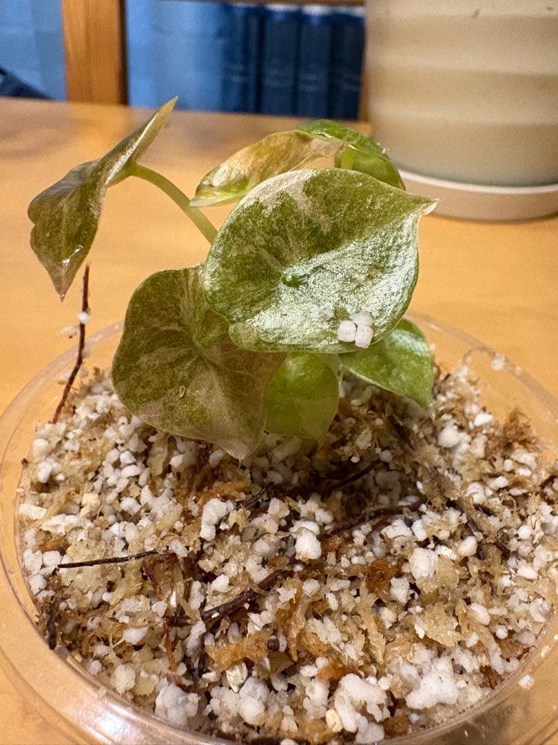 美株 Alocasia cuprea Pink VariegataTC・発根済