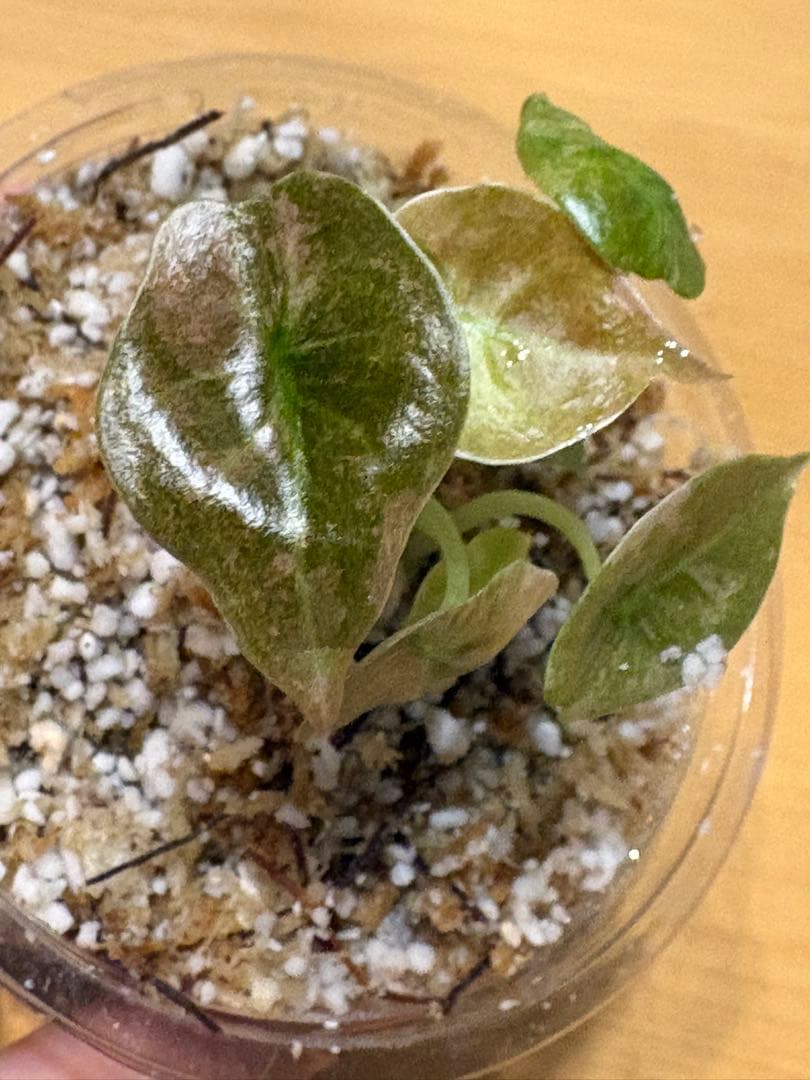 美株 Alocasia cuprea Pink VariegataTC・発根済