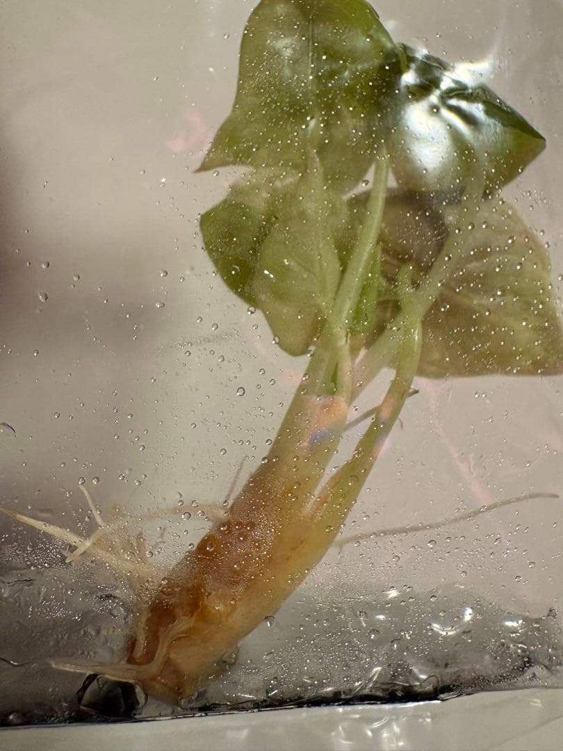 美株 Alocasia cuprea Pink VariegataTC・発根済